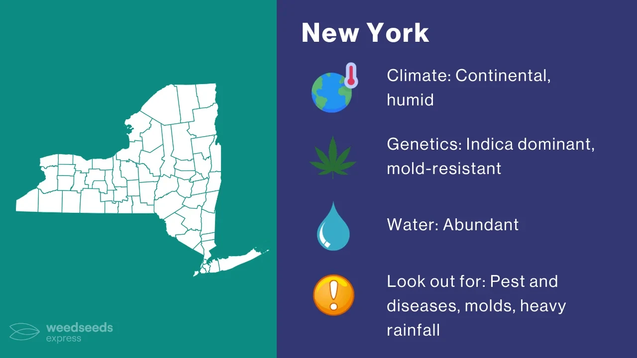 weedseedsexpress-cannabis-climate-new-york